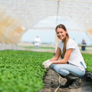 Woman working in a commercial greenhouse
